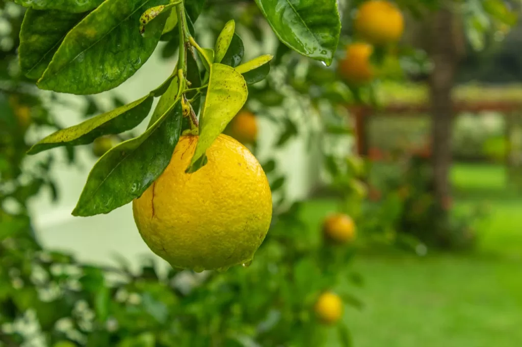 cha da folha da laranja