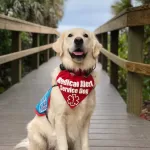 Cães de Assistência