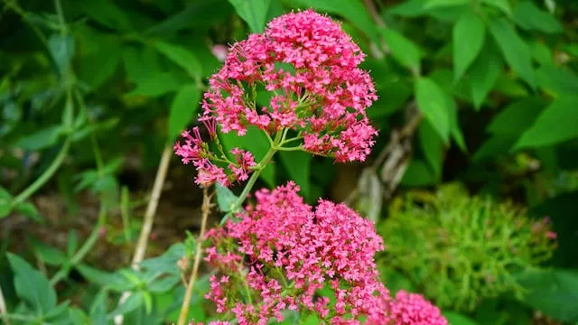 remedios naturais para ansiedade