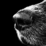 cães farejadores